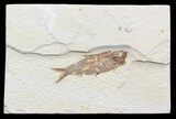 Bargain Knightia Fossil Fish - Wyoming #39668-1